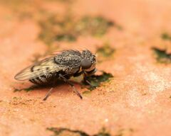 Paralimna punctipennis