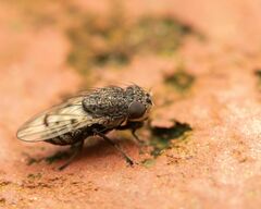 Paralimna punctipennis