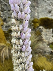 Lupinus weberbaueri