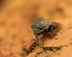 Paralimna punctipennis