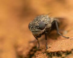 Paralimna punctipennis