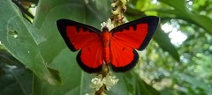 Mesene phareus