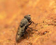 Paralimna punctipennis