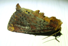 Achatodes