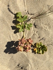Glehnia littoralis leiocarpa