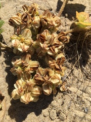 Glehnia littoralis leiocarpa