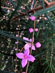 Boronia splendida
