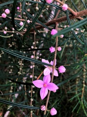 Boronia splendida