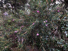 Boronia splendida