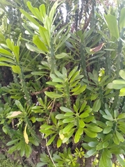 Euphorbia neriifolia