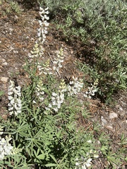 Lupinus albus