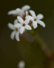 Leucopogon microphyllus
