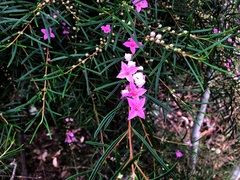Boronia splendida