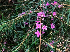 Boronia splendida