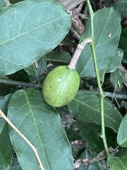 Capparis micracantha