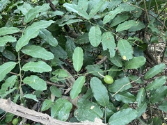 Capparis micracantha