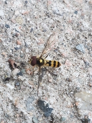Meliscaeva cinctella image