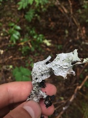 Platismatia norvegica