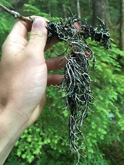 Hypogymnia duplicata