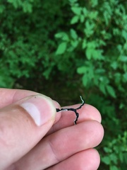 Hypogymnia duplicata