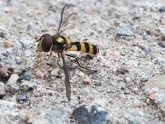 Meliscaeva cinctella image