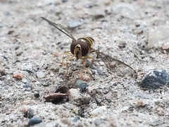 Meliscaeva cinctella image