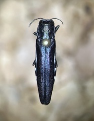 Agrilus difficilis
