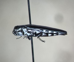 Agrilus difficilis