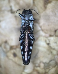 Agrilus difficilis
