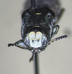 Agrilus difficilis