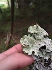 Platismatia norvegica