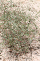 Eriogonum parishii