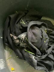 Corvus corone