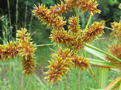 Cyperus dives