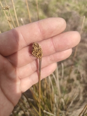 Juncus australis
