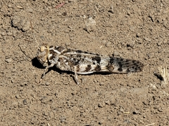 Dissosteira spurcata