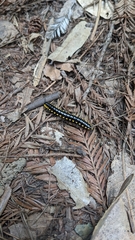 Harpaphe haydeniana scotia