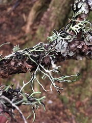 Hypogymnia duplicata