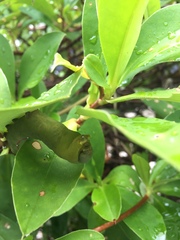 Gnathothlibus australiensis