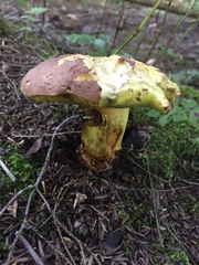 Boletus speciosus