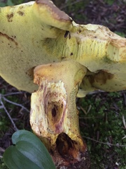 Boletus speciosus