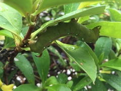 Gnathothlibus australiensis
