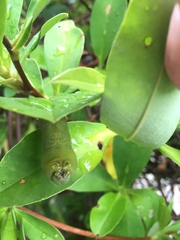 Gnathothlibus australiensis