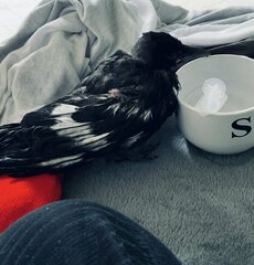 Corvus corone