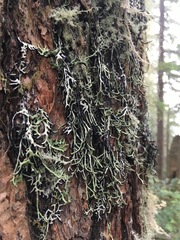 Hypogymnia duplicata