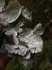 Platismatia norvegica