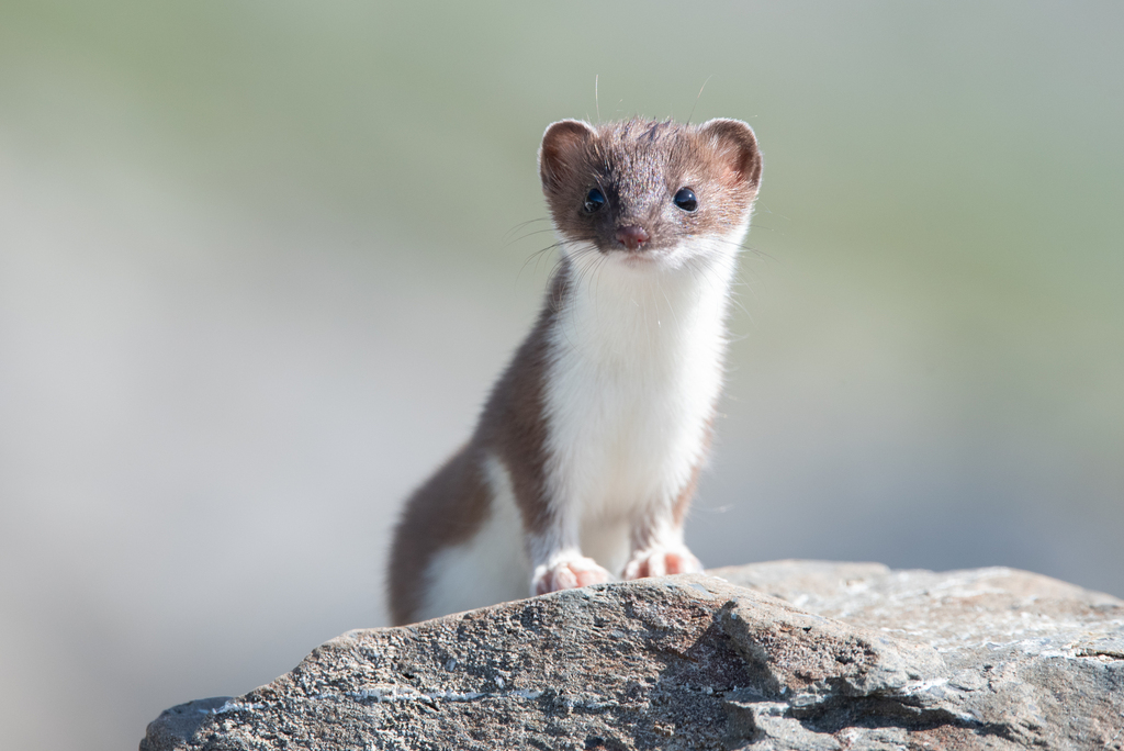 Typical weasels