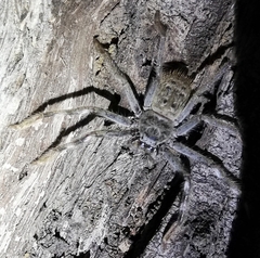 Holconia nigrigularis