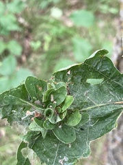 Andricus foliaformis