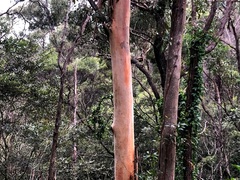 Eucalyptus major